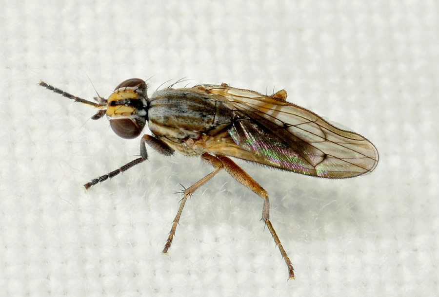 Pherbellia cinerella (Sciomyzidae)